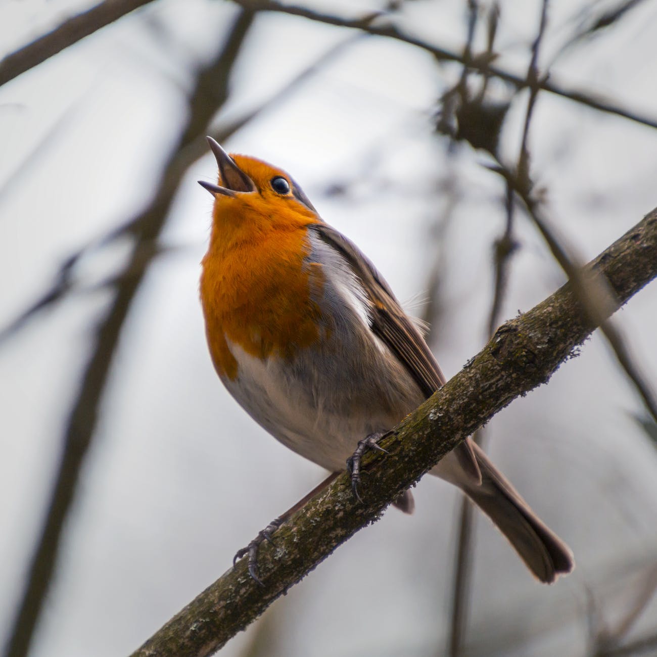 animal avian beak bird